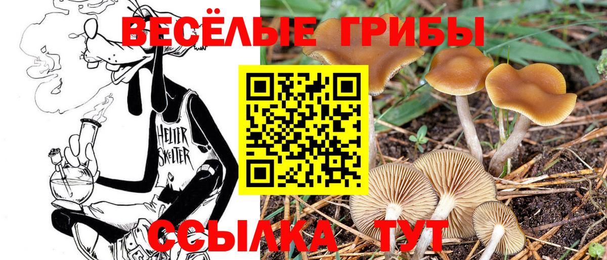 Майкоп  Псилоцибиновые грибы MAGIC MUSHROOMS  Вход с VPN 
